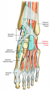 Extensor Digitorum Brevis – Earth's Lab