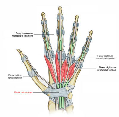 Flexor Retinaculum (Hand) – Earth's Lab