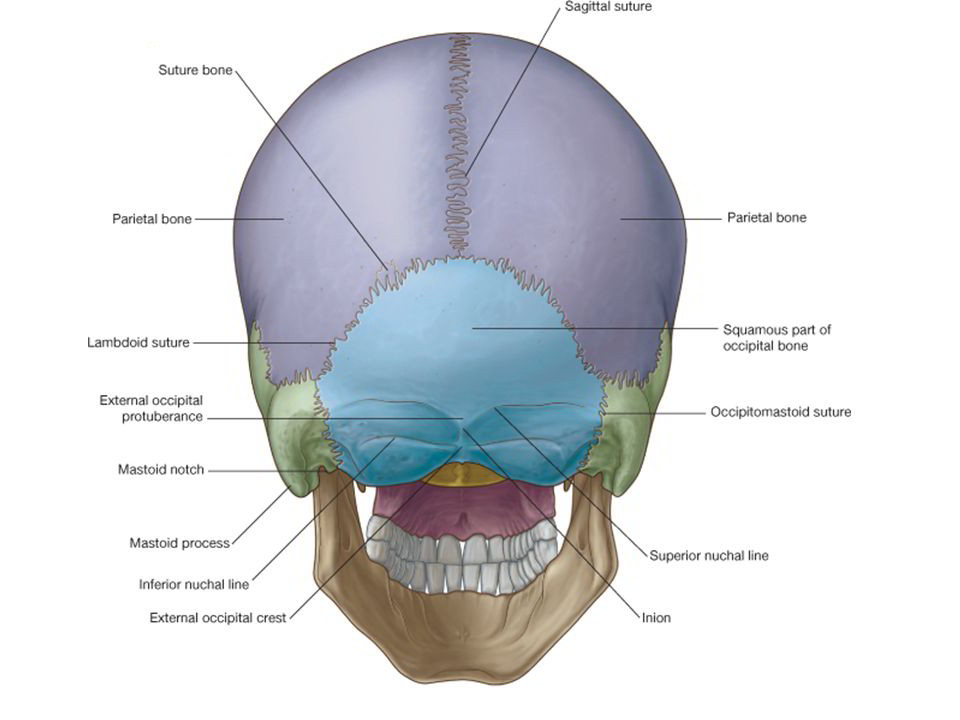 Norma Occipitalis Earths Lab 3827