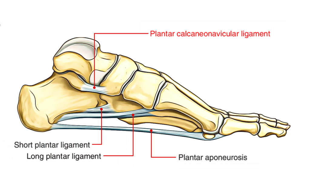 Plantar Calcaneonavicular Ligament – Earth's Lab