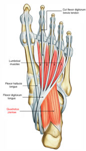 Quadratus Plantae (Flexor Accessorius) – Earth's Lab