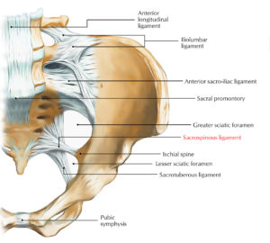 Sacrospinous Ligament – Earth's Lab