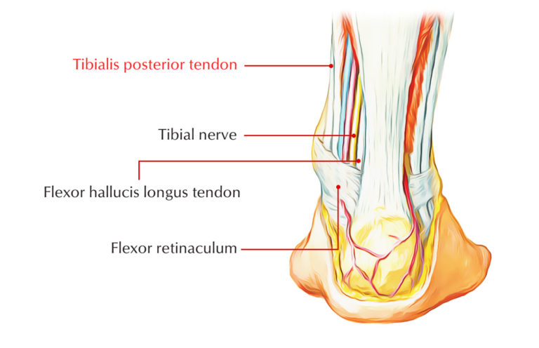 Tibialis Posterior Earth S Lab