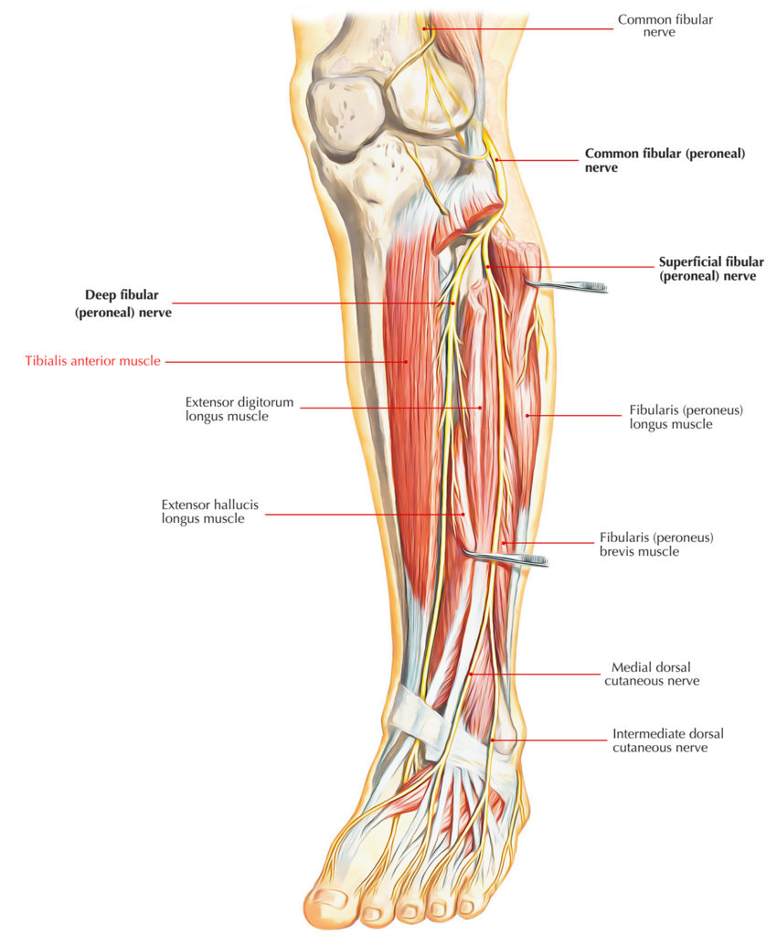 Easy Notes On Tibialis Anteriorlearn In Just Minutes Earth S Lab