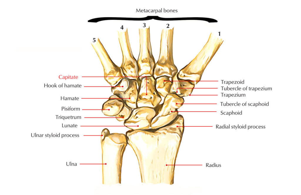 Capitate Bone Structure and Functions Earth's Lab