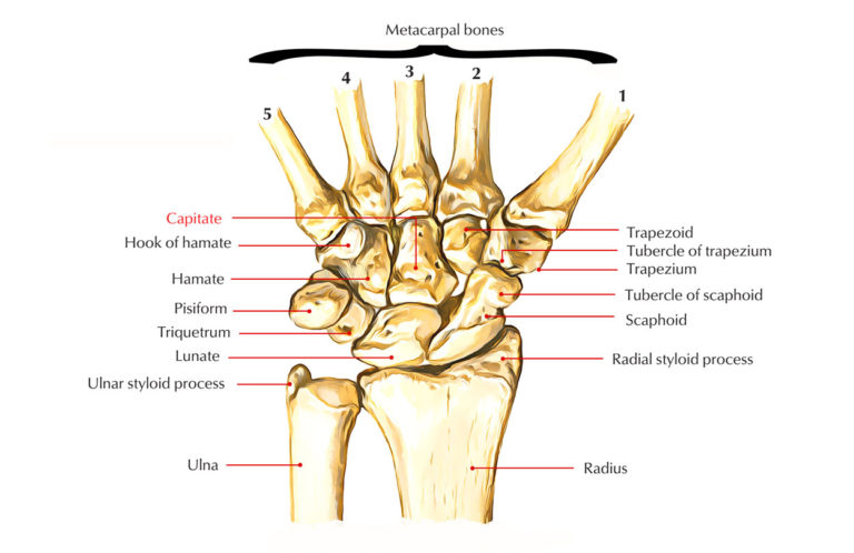 Capitate Bone – Structure and Functions – Earth's Lab