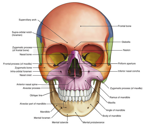 Norma Frontalis – Earth's Lab