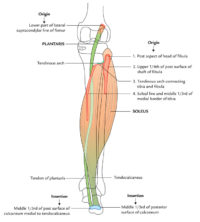 Gastrocnemius (Triceps Surae) – Earth's Lab