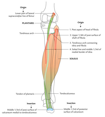 Gastrocnemius Muscle Origin Insertion Action And Innervation The