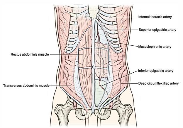 Superior Epigastric Artery - Insertion, Route, Branches, Clinical ...