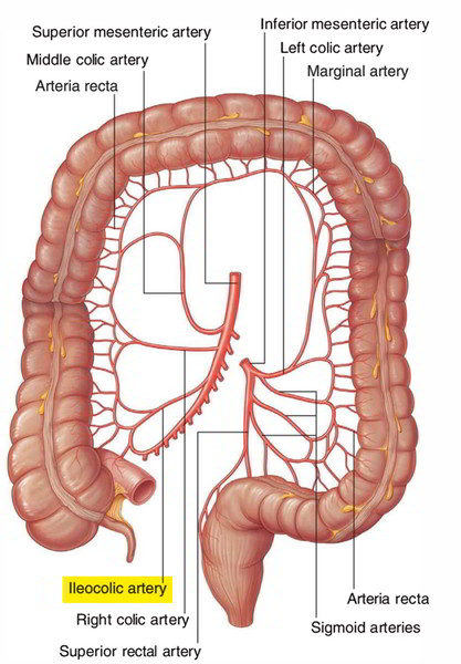 Ileocolic Artery - Origin, Insertion, Braches and Supply | Earth's Lab