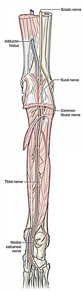 Tibial And Sural Nerve