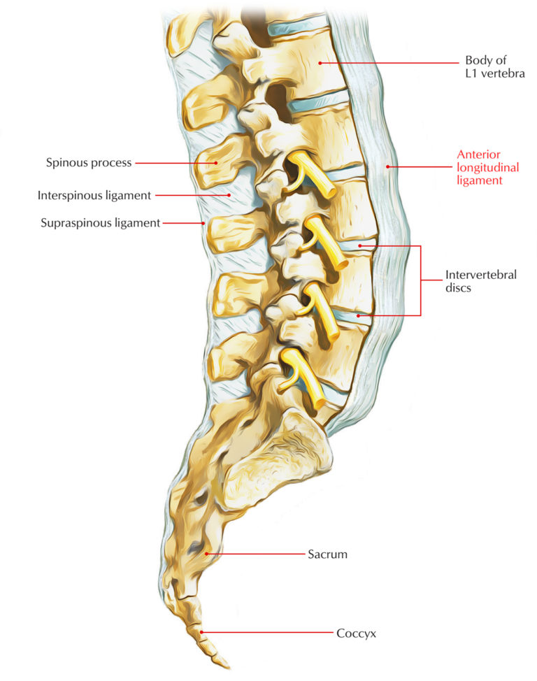 Anterior Longitudinal Ligament – Earth's Lab