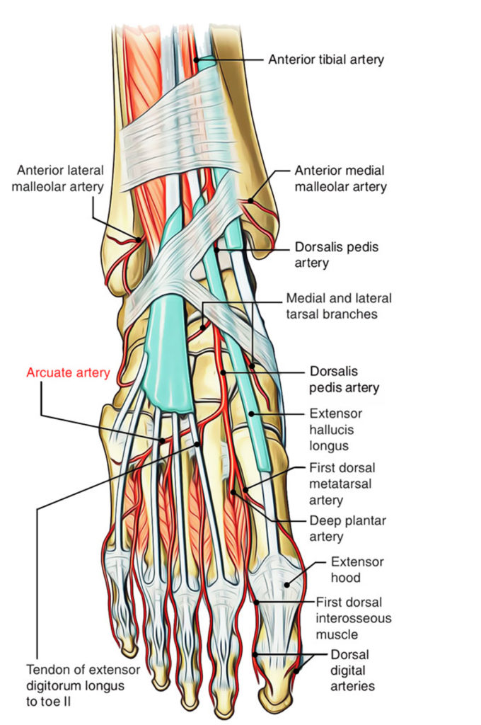 Arcuate Arteries (Foot) – Earth's Lab