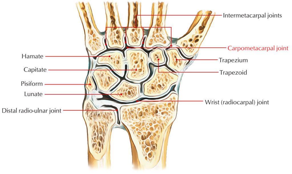 6-types-of-synovial-joints-plane-gliding-saddle-hinge-pivot-ball