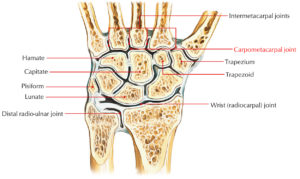 Carpometacarpal Joints – Earth's Lab