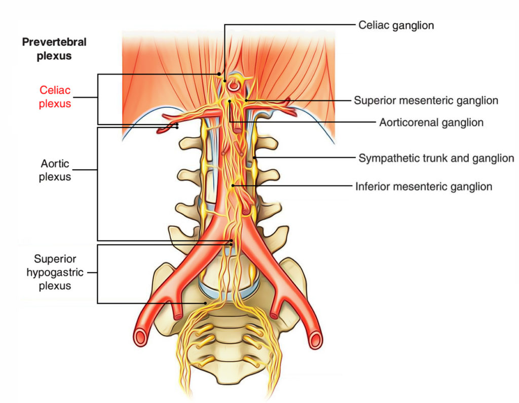 Celiac Plexus/Solar Plexus – Earth's Lab