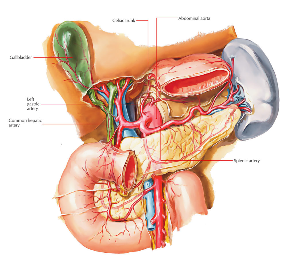 What Happens When The Celiac Artery Is Blocked