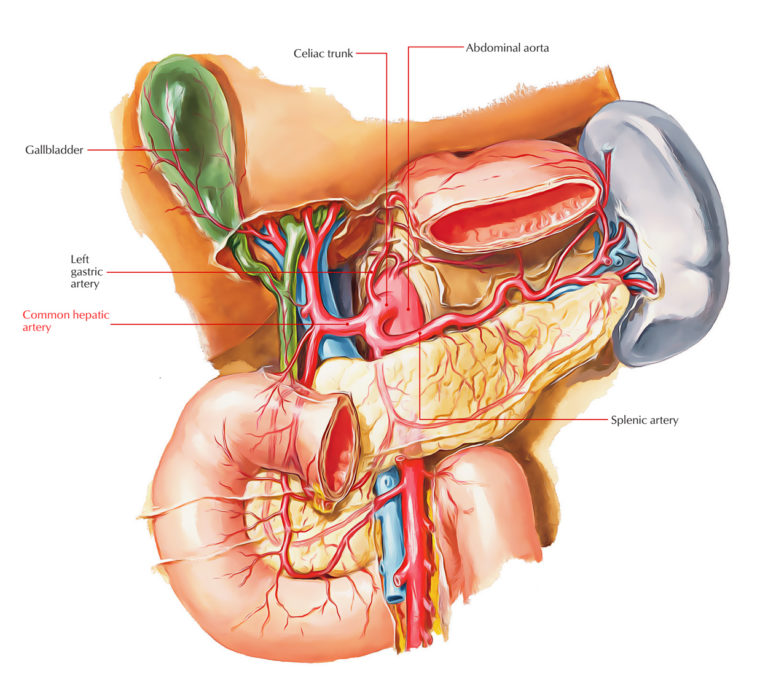 Common Hepatic Artery Earth S Lab