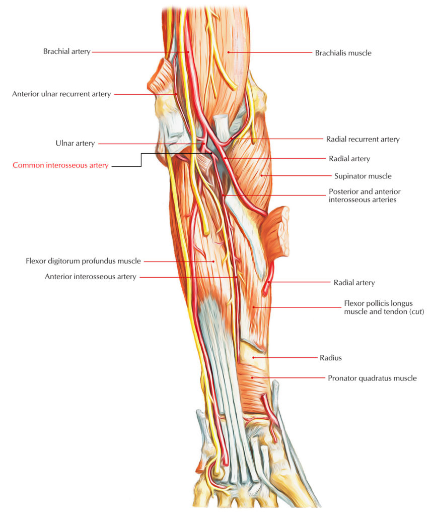 Common Interosseous Artery – Earth's Lab