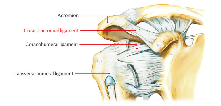 Coracoacromial Ligament – Earth's Lab