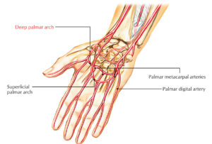 Deep Palmar Arch – Earth's Lab