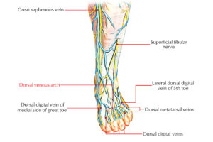 Dorsal Venous Arch (Hand & Foot) – Earth's Lab