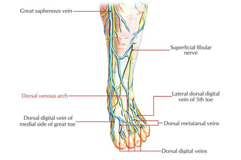 Dorsal Venous Arch Hand Foot Earth S Lab