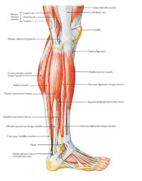 peroneus fibularis tertius brevis palpation rotate interaction visual please earthslab