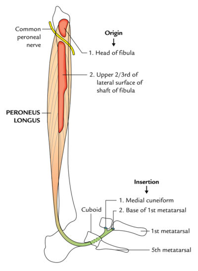 Fibularis (Peroneus) Brevis – Earth's Lab