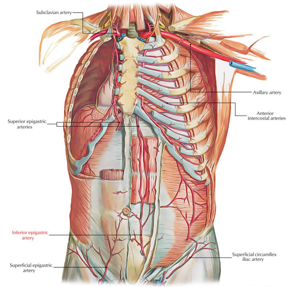 Inferior Epigastric Artery – Earth's Lab