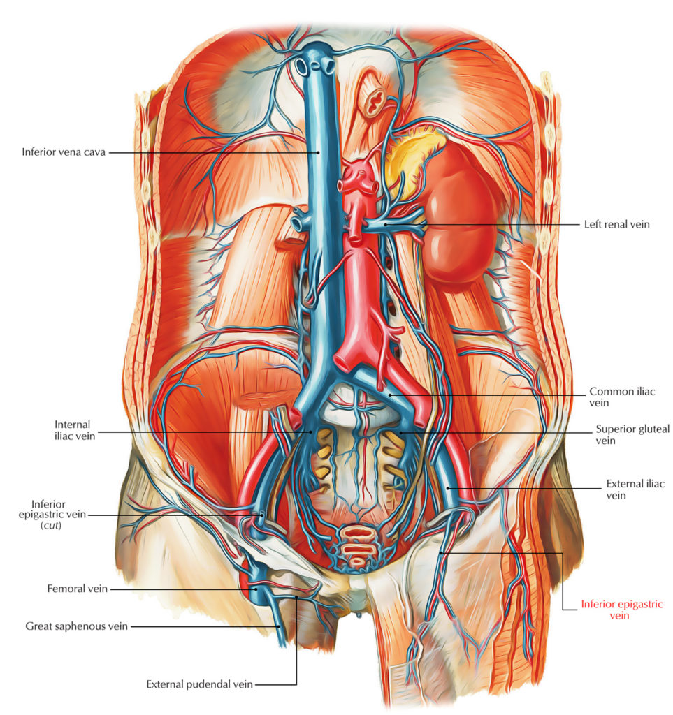 inferior-epigastric-vein-earth-s-lab