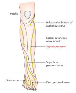 Easy Notes On 【Saphenous Nerve】Learn in Just 4 Minutes! – Earth's Lab