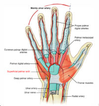 Superficial Palmar Arch – Earth's Lab