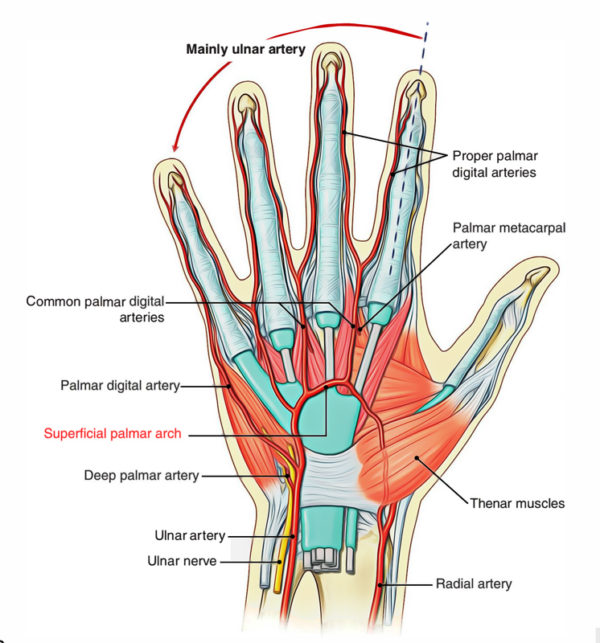 Superficial Palmar Arch – Earth's Lab