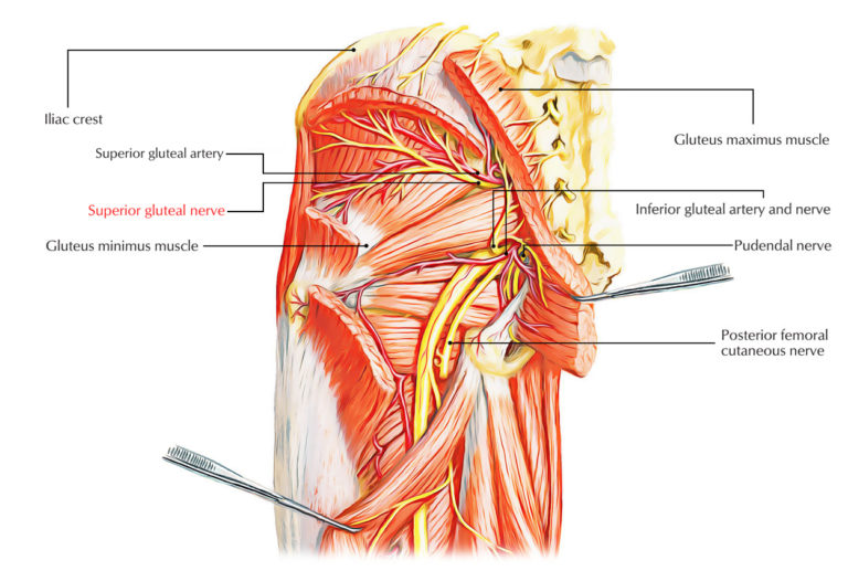 Superior Gluteal Nerve – Earth's Lab