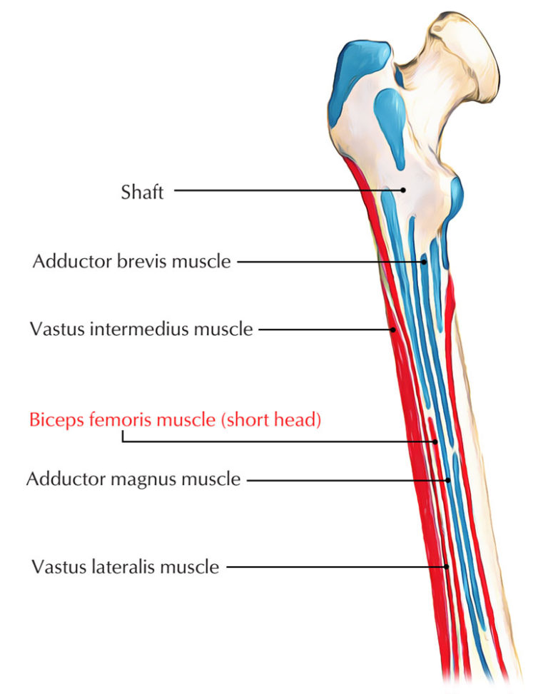 Biceps Femoris (Short Head) – Earth's Lab