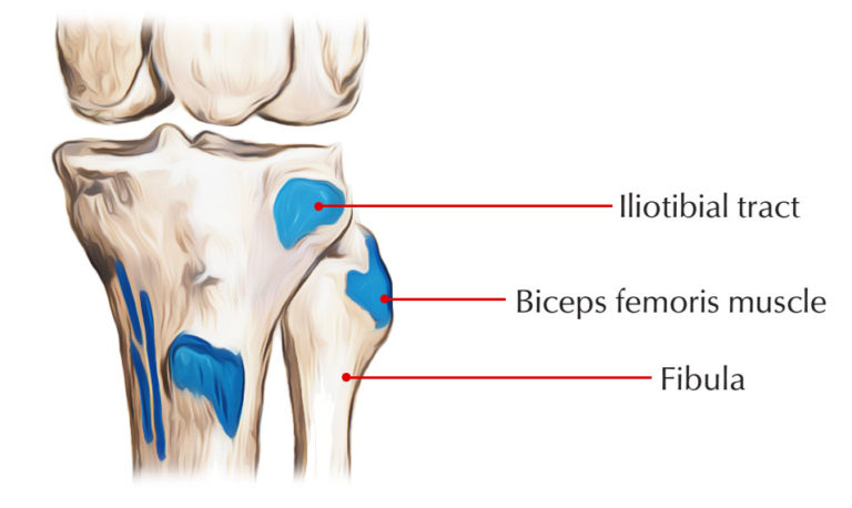 Biceps Femoris (Short Head) – Earth's Lab