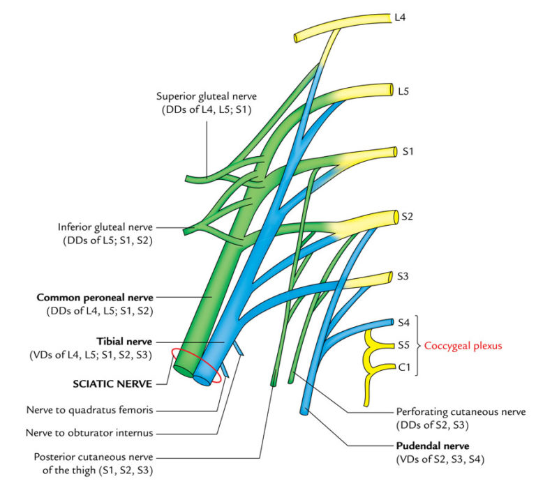 Spinal Nerves – Earth's Lab