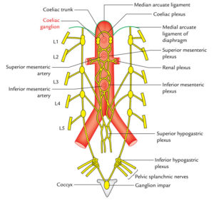 Celiac Plexus/Solar Plexus – Earth's Lab