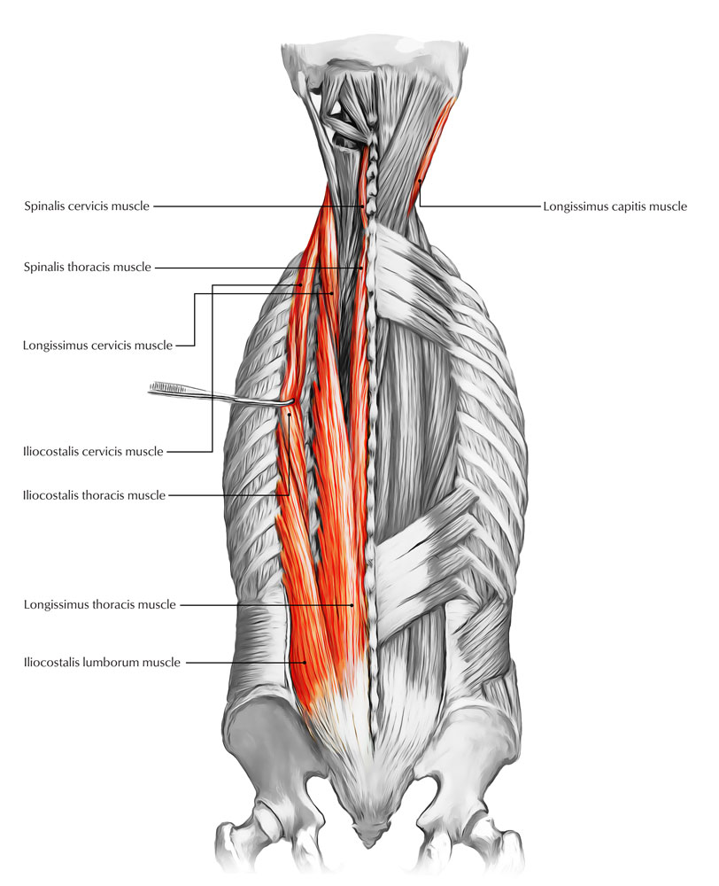 Back Muscles – The Muscles of the Back – Earth's Lab