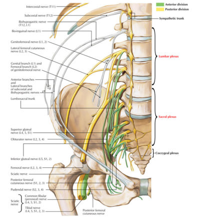 Spinal Nerves – Earth's Lab