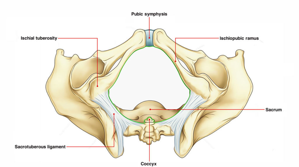 pubic-symphysis-earth-s-lab