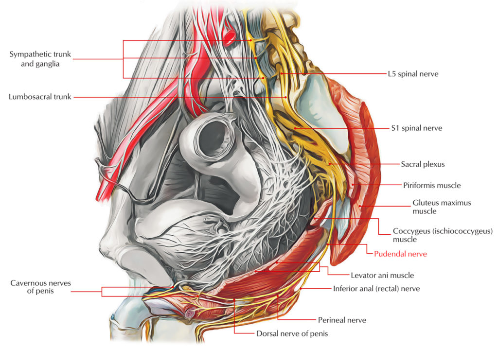 pudendal-nerve-earth-s-lab