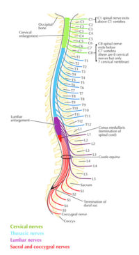 Spinal Nerves – Earth's Lab