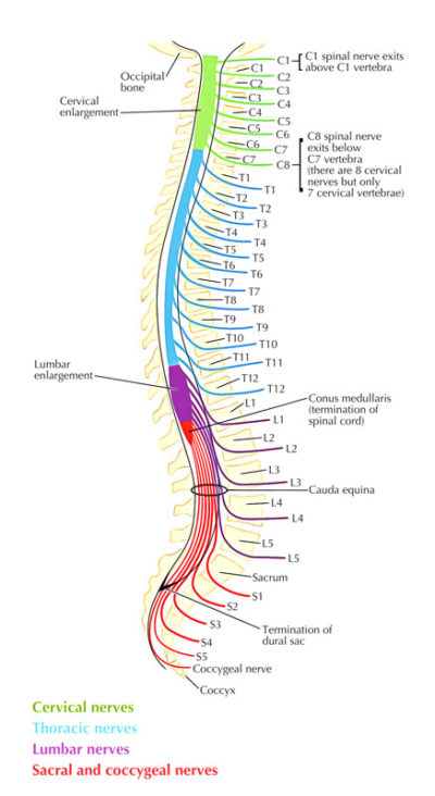 Spinal Nerve Anatomy Diagram