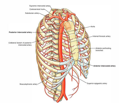 Subcostal Arteries – Earth's Lab