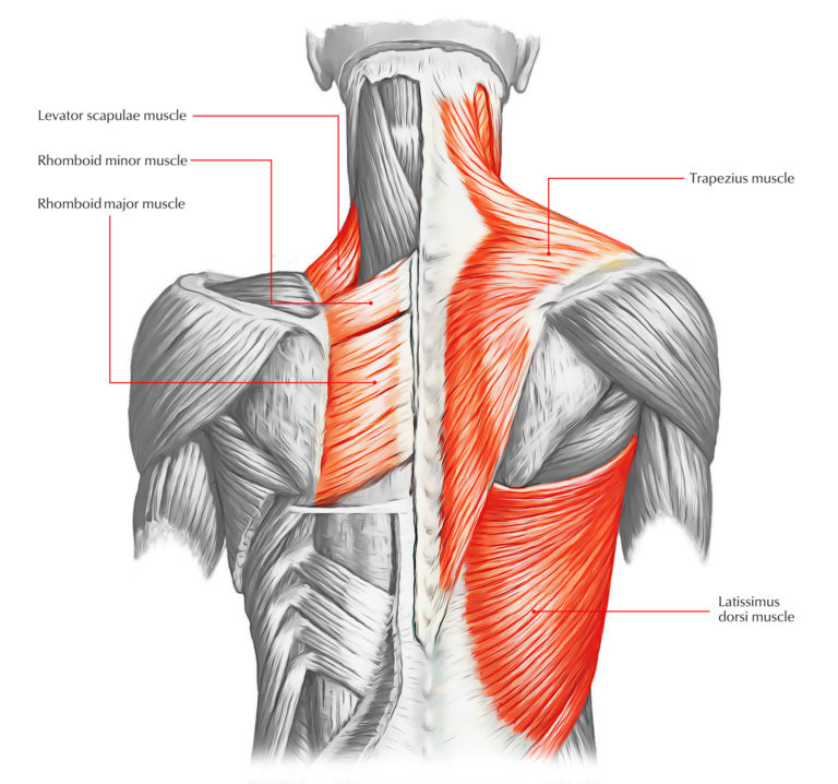 Back Muscles The Muscles of the Back Earth's Lab