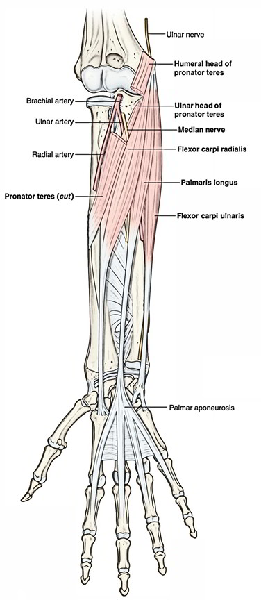 Flexor Carpi Radialis | Earth's Lab