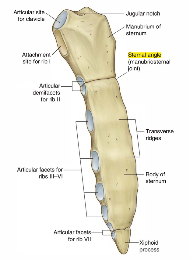 Sternal angle - e-Anatomy - IMAIOS